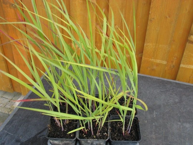 Ruten-Hirse 'Hänse Herms', Panicum virgatum 'Hänse Herms' Ruten-Hirse 'Hänse Herms', Panicum virgatum 'Hänse Herms'