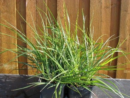 Federborstengras 'Japonicum', Pennisetum lopecuroides 'Japonicum'