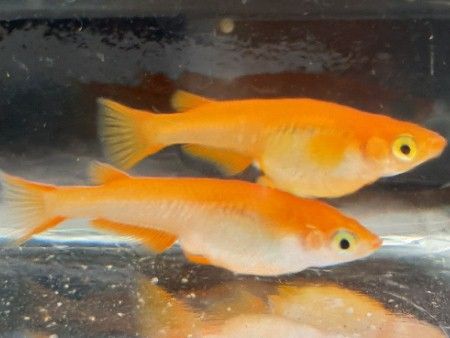 Medaka Orange Youkihi