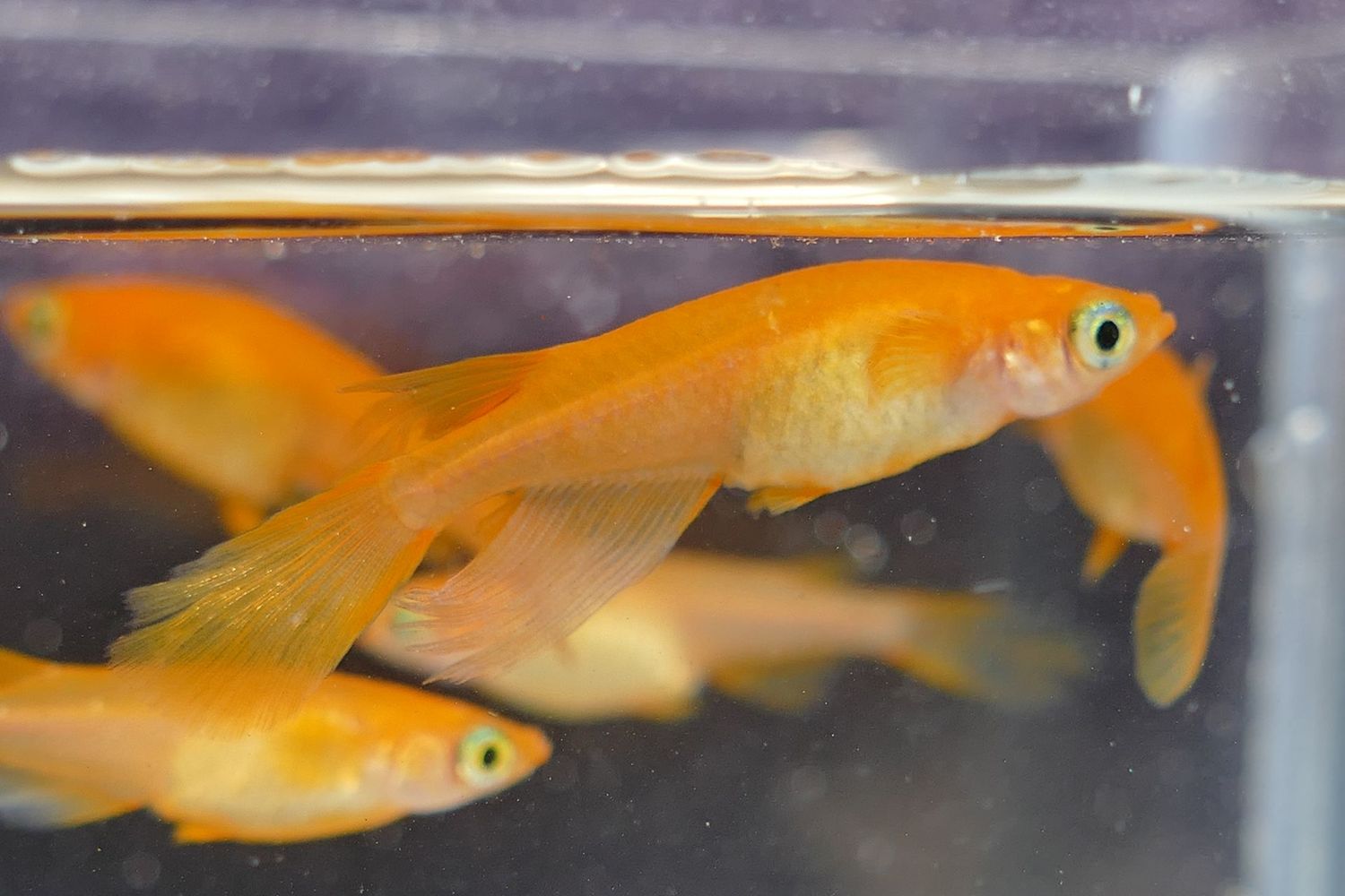 Medaka Youkihi Longfin Medaka Youkihi Longfin