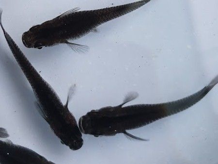 Medaka Orochi Medaka Orochi