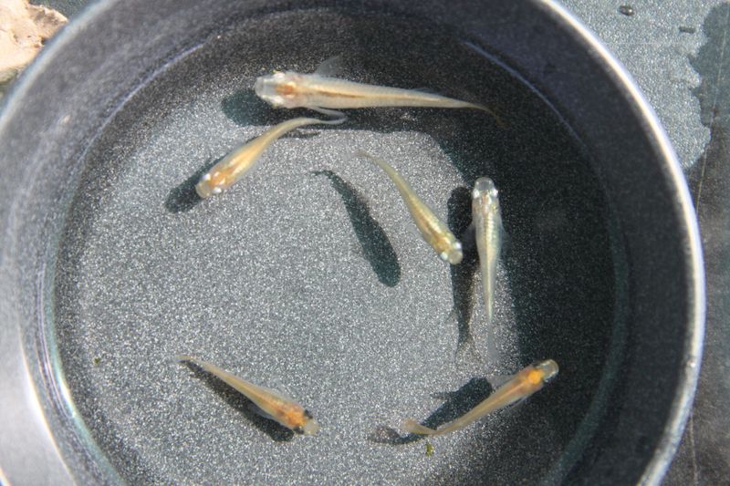 Medaka Pearl Medaka Pearl