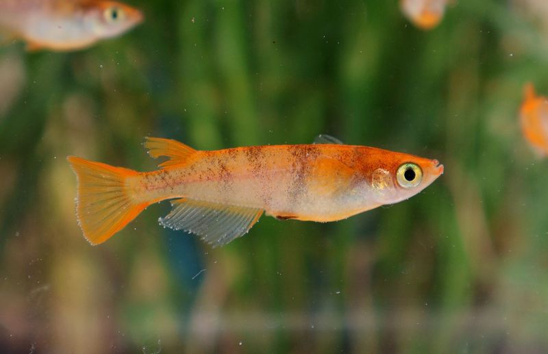 Medaka Red Tiger Medaka Red Tiger