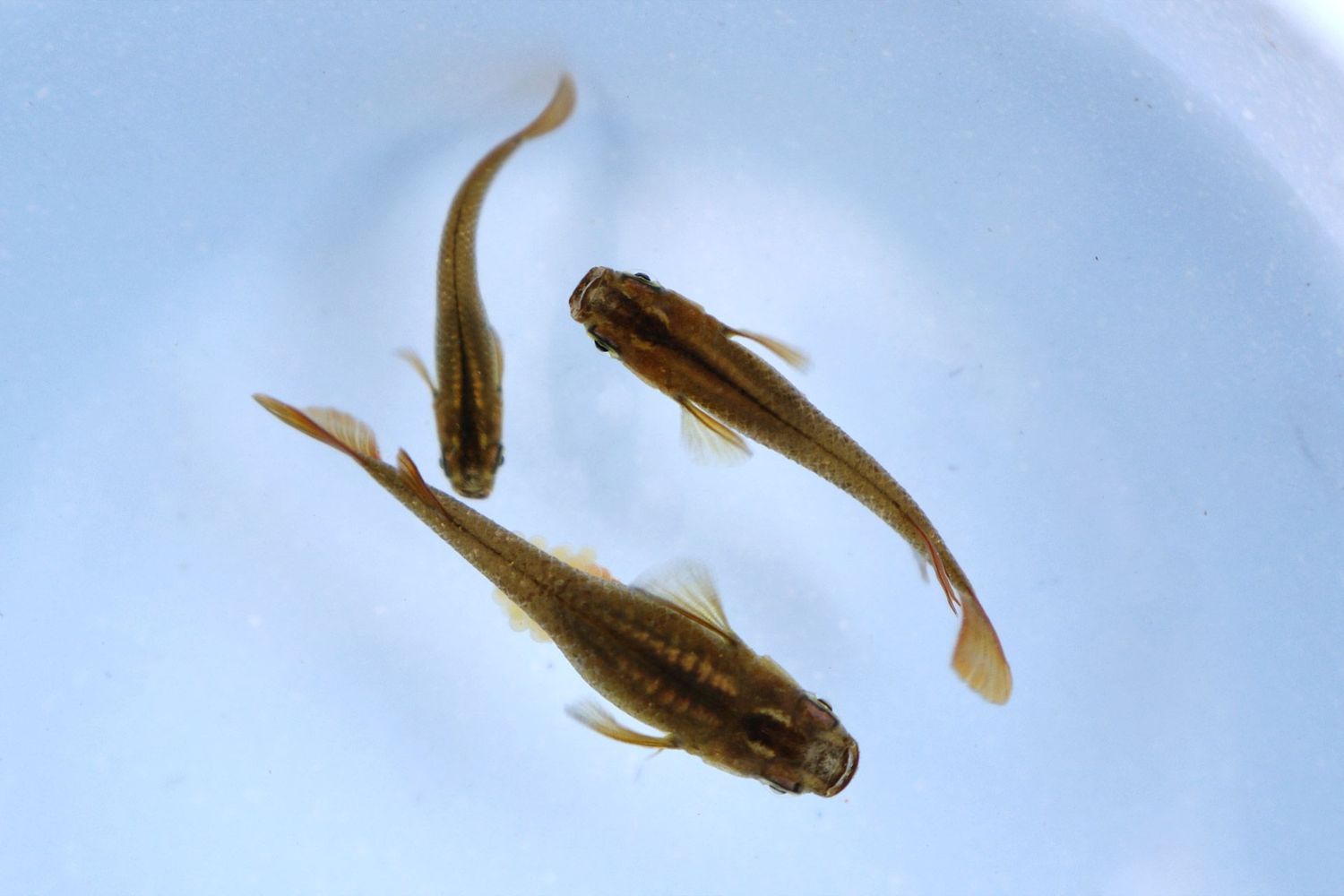 Medaka Champagner gold lamé