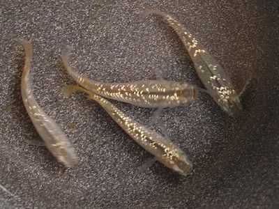 Medaka Champagner silber lamé Medaka Champagner silber lamé