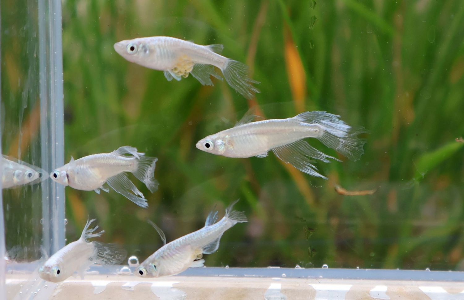 Medaka Blue Butterfly