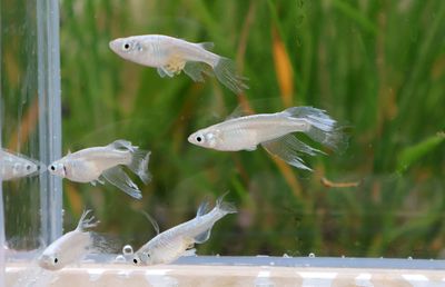 Medaka Blue Butterfly Medaka Blue Butterfly