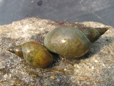 Spitzschlammschnecke