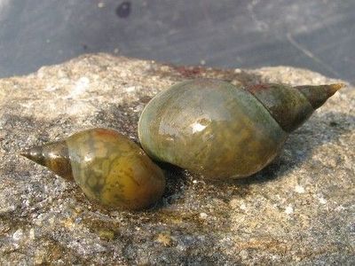 Spitzschlammschnecke