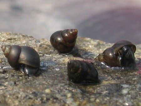 10 Blasenschnecken