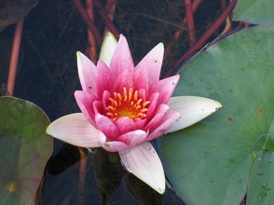 Seerose Nymphaea Unknown Warrior