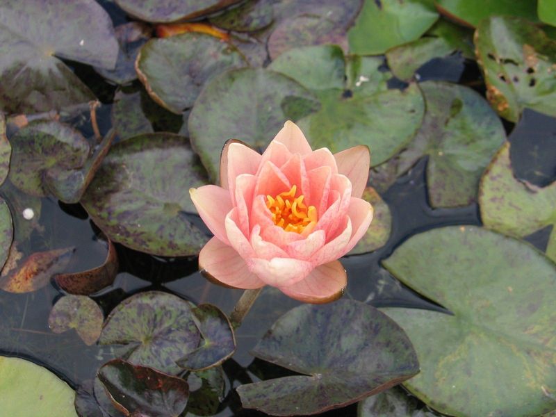 Seerose Nymphaea Berit Strawn