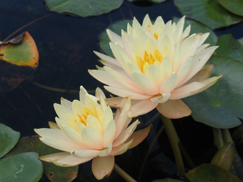 Seerose Nymphaea Barbara Davies