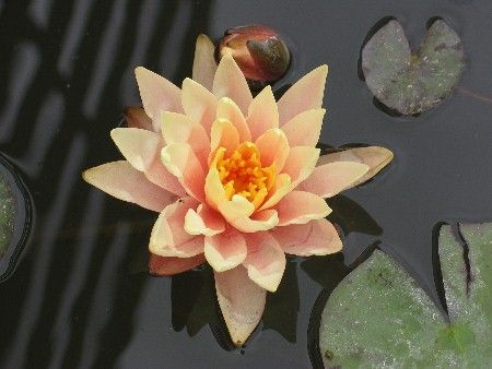 Seerose Nymphaea Barbara Dobbins