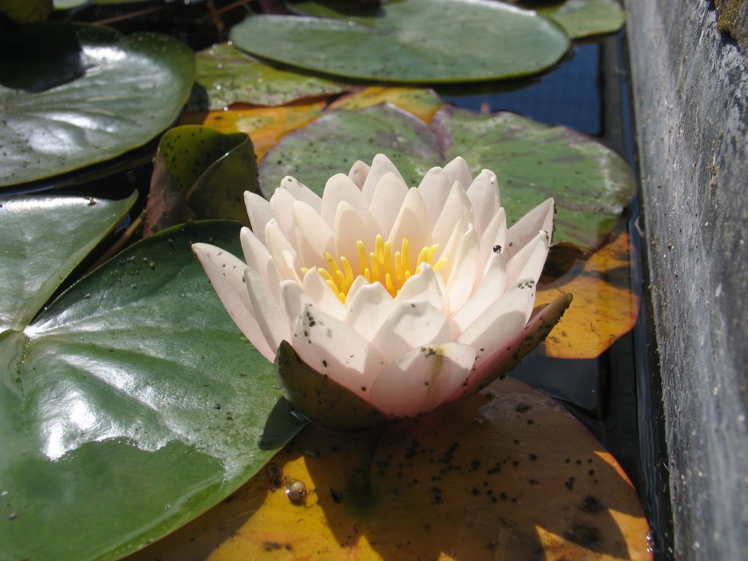 Seerose Nymphaea Chubby