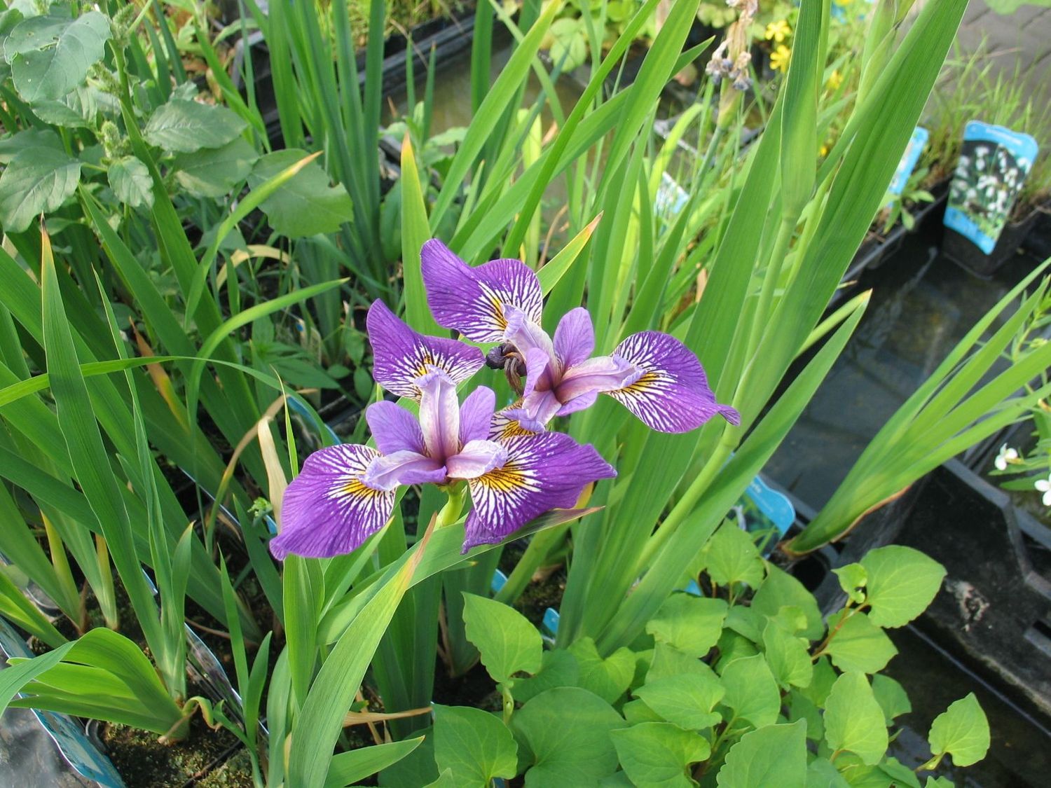 Iris pseudacorus "Blue"