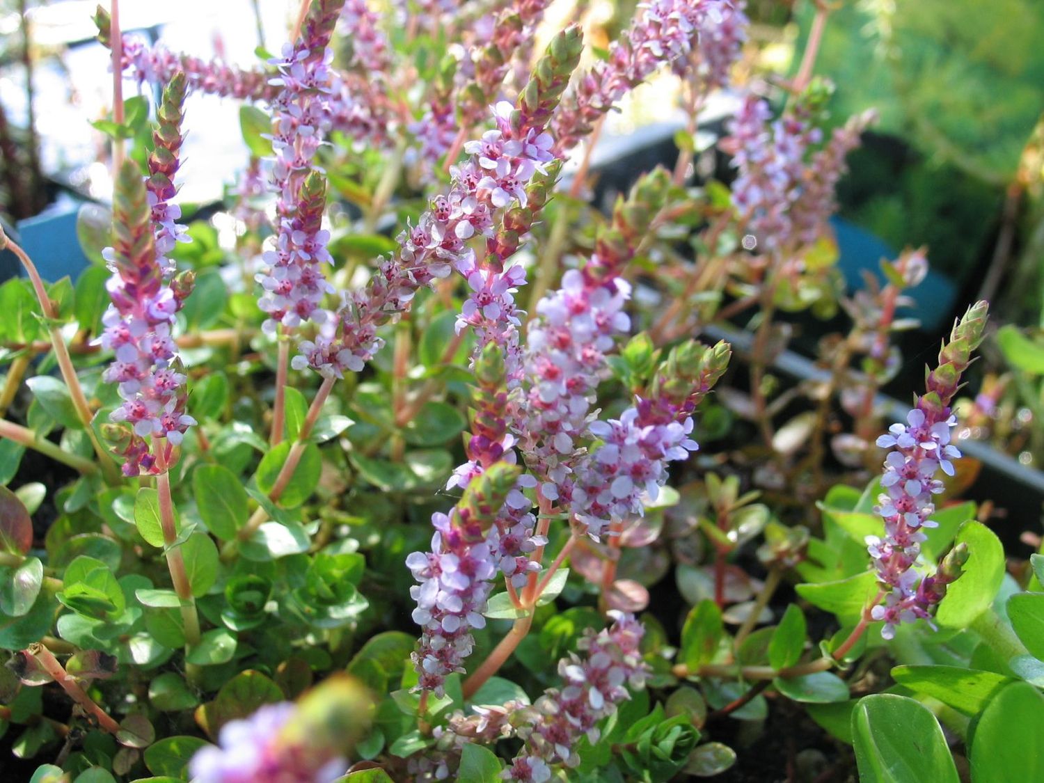 Rotala indica (Indische Rotala)