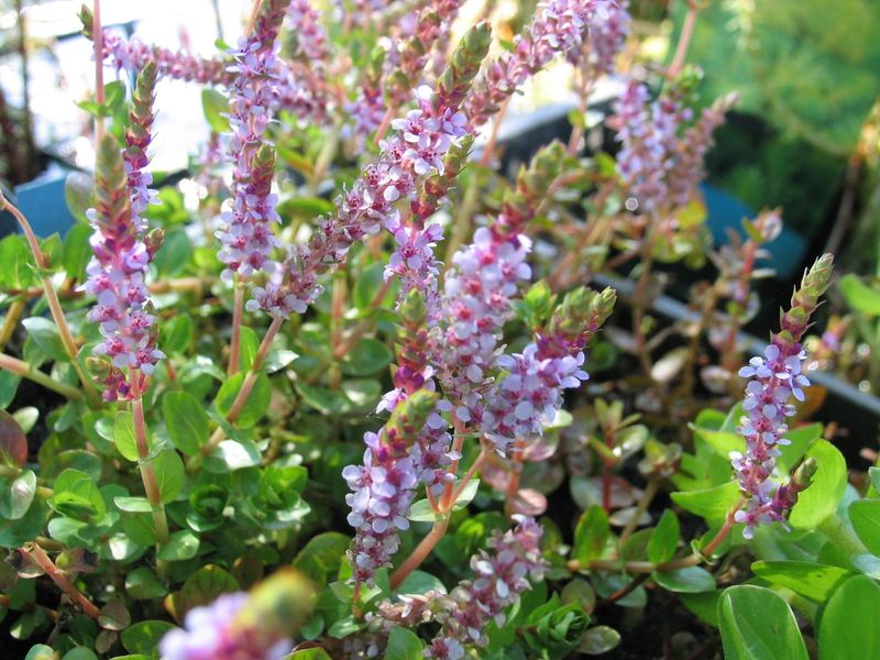 Rotala indica (Indische Rotala)