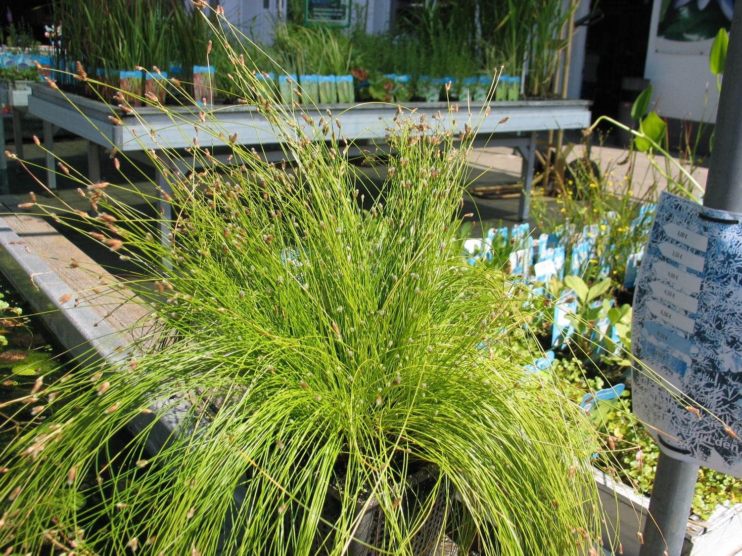 Frauenhaargras, Scirpus Cernuus