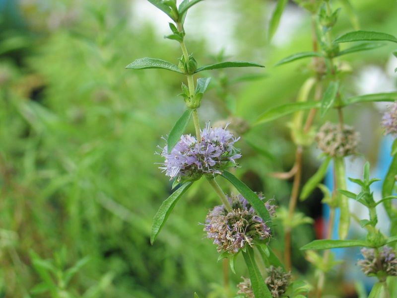 Preslia cervina (englische Wasserminze) Preslia cervina (englische Wasserminze)