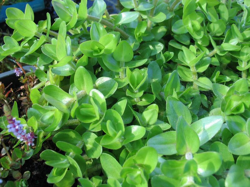 Bacopa caroliniana ,große Fettblatt