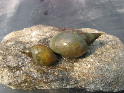 Schnecken und Muscheln