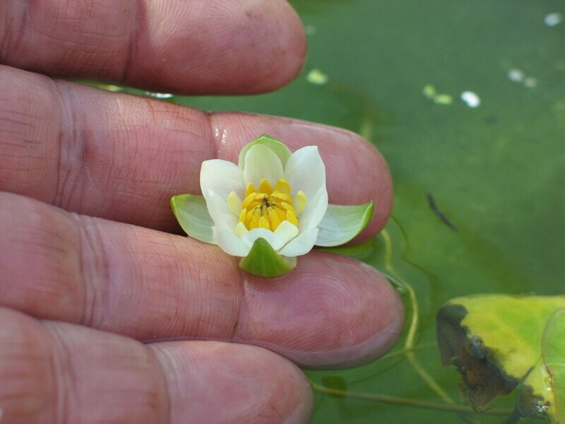 Seerose Nymphaea Tetragona