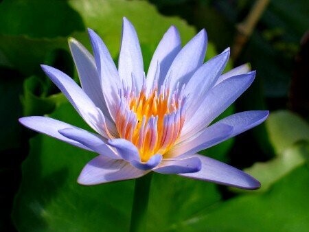 Seerose Nymphaea Capensis (blue)