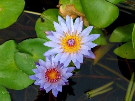 Seerose Nymphaea August Koch