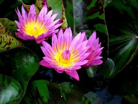 Seerose Nymphaea Queen of Siam