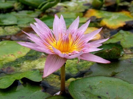 Seerose Nymphaea General Pershing