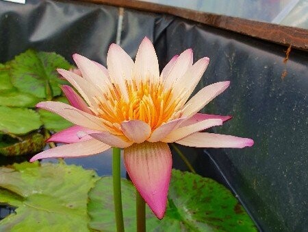 Nymphaea Tropic Sunset