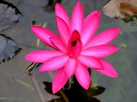Seerose Nymphaea Red Flare Seerose Nymphaea Red Flare