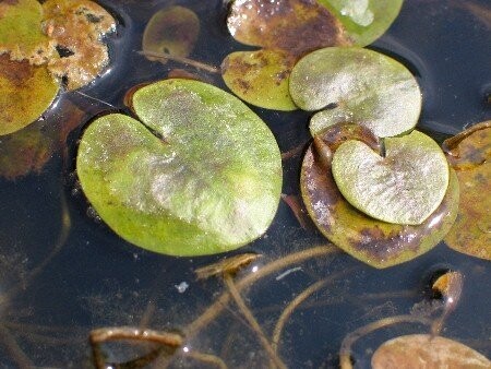 Hydrocharis morsus ranae (Froschbiß)