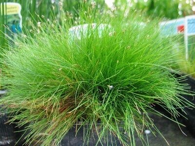 Eleocharis acicularis, Nadelsimse