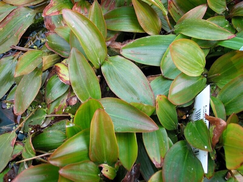 Laichkraut, Potamogeton