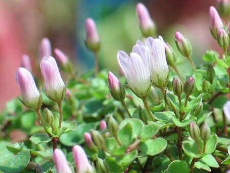 Gauchheil, Angallis tenella