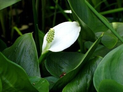 Calla palustris, Sumpfkalla Calla palustris, Sumpfkalla