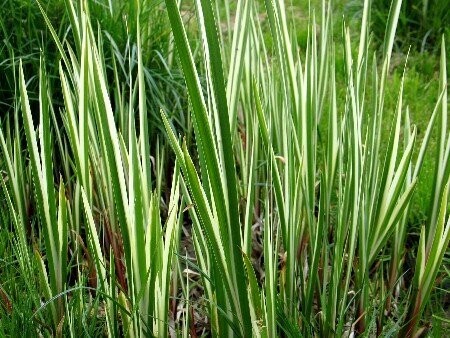 Acorus calamus variegatus, gestreifter Calamus Acorus calamus variegatus, gestreifter Calamus