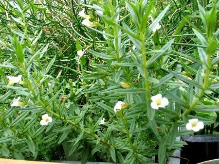 Gratiola officinalis, Gnadenkraut Gratiola officinalis, Gnadenkraut