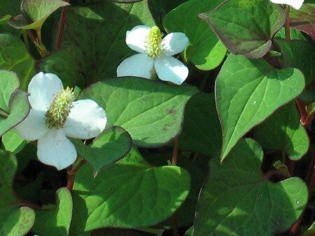Houttuynia cordata, Eidechsenschwanz Houttuynia cordata, Eidechsenschwanz