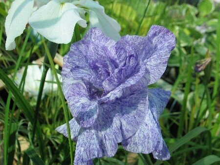 Iris laevigata Mottled Beauty Iris laevigata Mottled Beauty