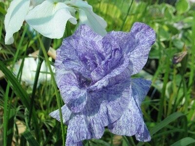 Iris laevigata Mottled Beauty Iris laevigata Mottled Beauty