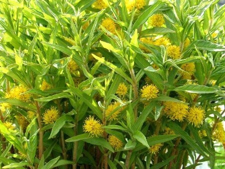 Lysimachia thyrsiflora, Goldfelberich Lysimachia thyrsiflora, Goldfelberich