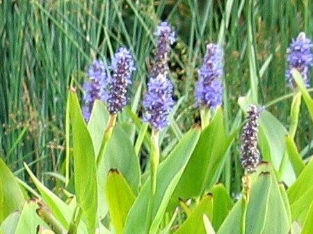 Pontederia cordata, Hechtkraut