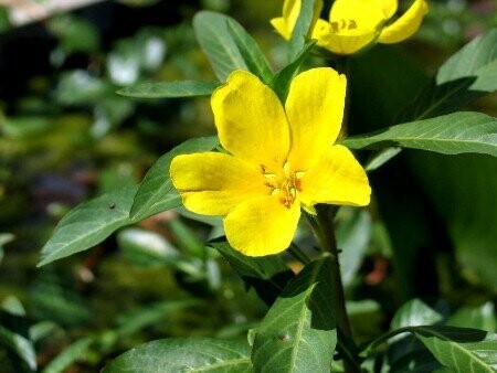 Ranunculus lingua, Zungenhahnenfuß Ranunculus lingua, Zungenhahnenfuß