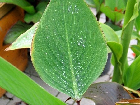 Thalia dealbata, Marante