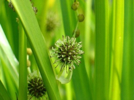 Sparganium erectum, Ästiger Igelkolben Sparganium erectum, Ästiger Igelkolben
