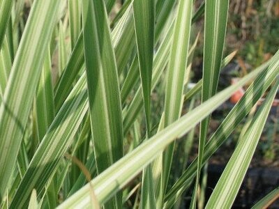 Typha latifolia 'Variegata'  gestreifter Rohrkolben