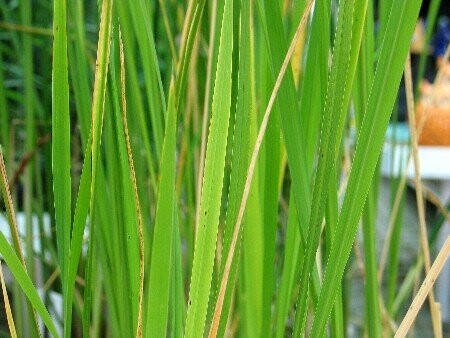 Zizania latifolia, Asiatischer Wasserreis Zizania latifolia, Asiatischer Wasserreis
